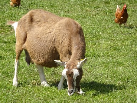 Hijauan Pakan Kambing yang Baik dan Sehat