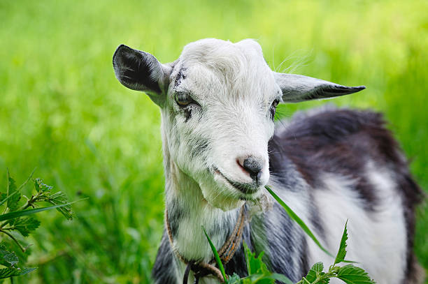 Daun Hijauan untuk Kambing Sehat