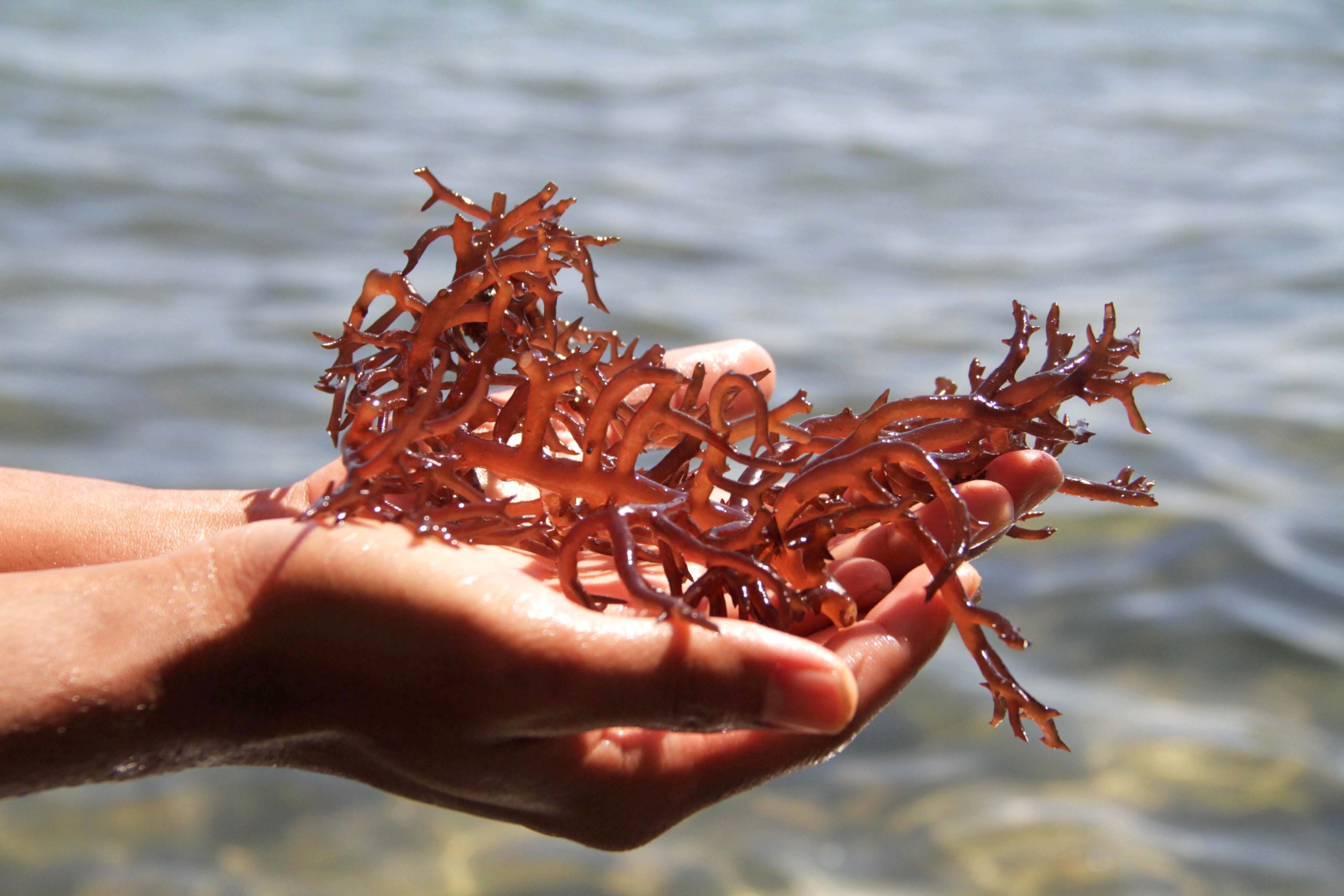 Usaha Budidaya Rumput Laut