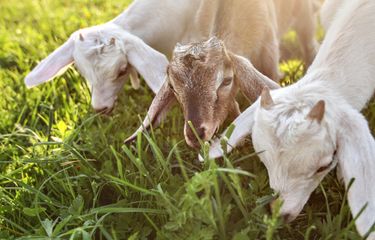 rumput paling bagus untuk kambing