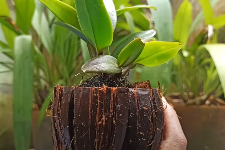 Media tanam sabut kelapa