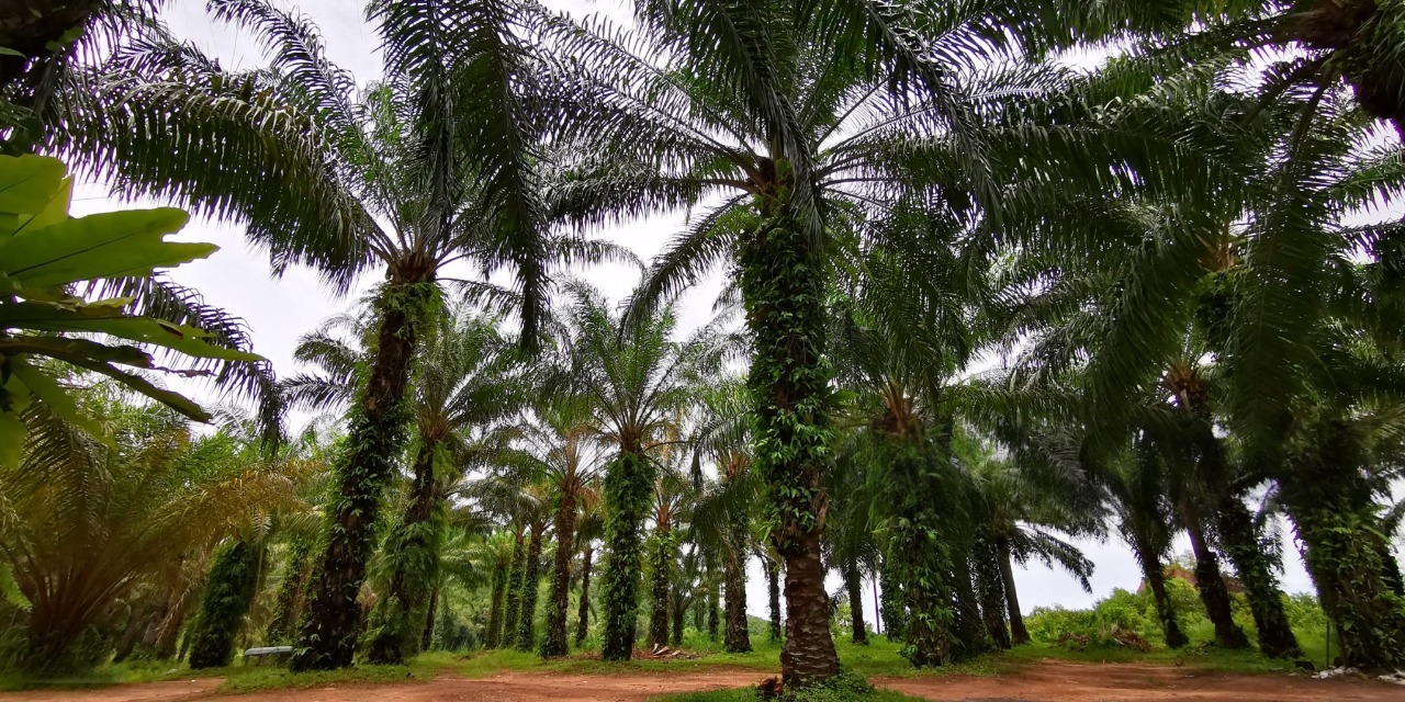manfaat kelapa sawit
