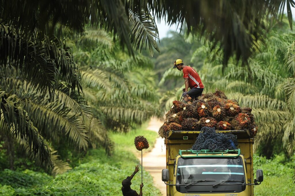 panen kelapa sawit
