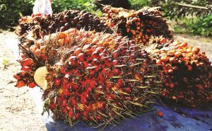 buah sawit yang matang
