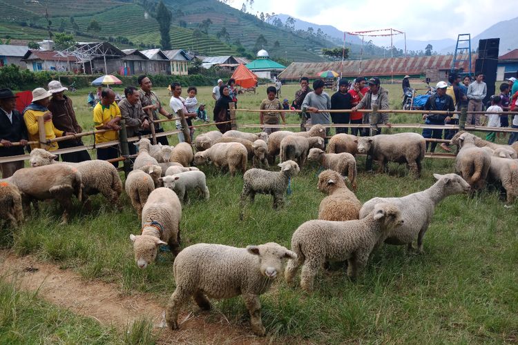 fermentasi pakan domba 