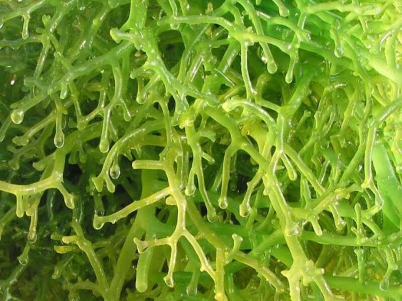Mesin Pengering Rumput Laut