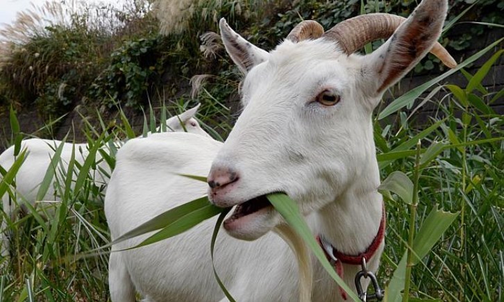 Bahan Fermentasi untuk Kambing