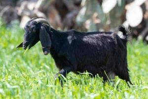 fermentasi pakakn kambing