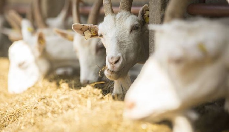 Bahan Fermentasi untuk Kambing