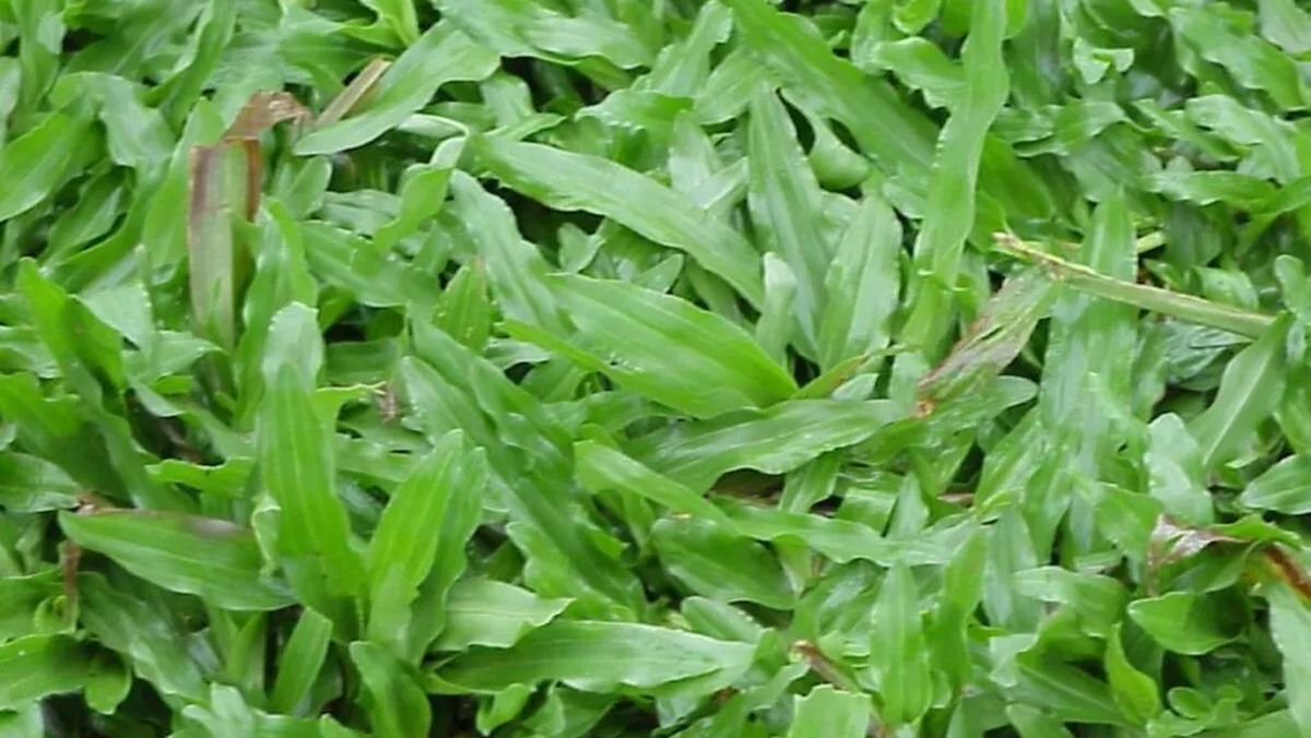 rumput gajah produktivitas tinggi ternak
