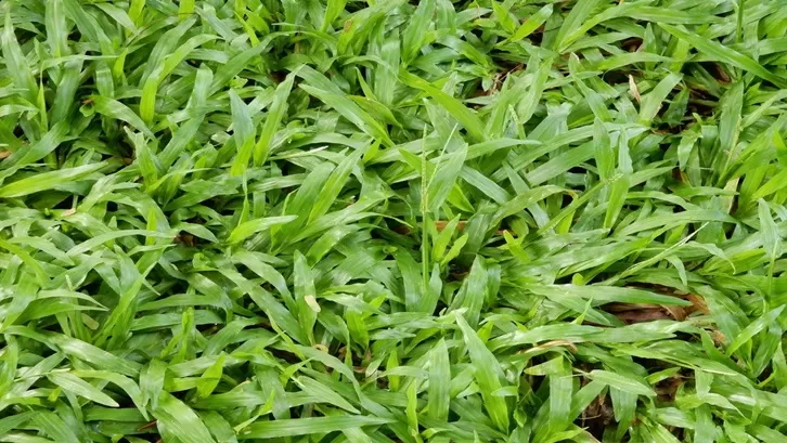 rumput gajah