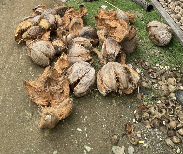 sabut kelapa sebagai bahan baku produk bioenergi padat