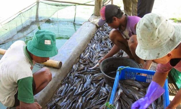 strategi pemasaran usaha lele