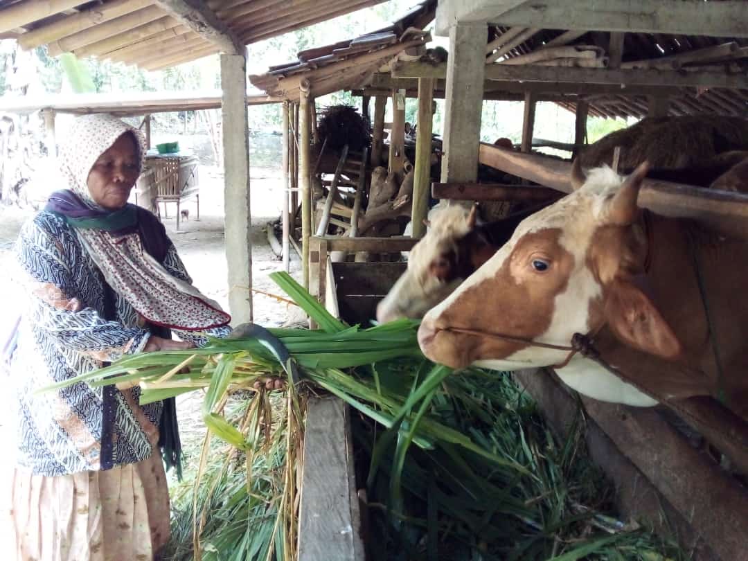 pakan rumput berkelanjutan