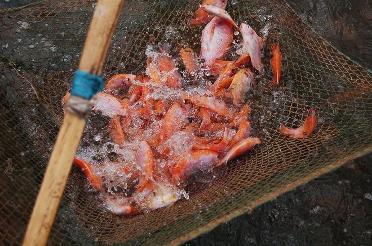 hasil panen ikan nila sistem bioflok