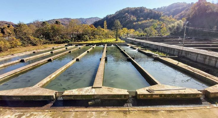 air kolam bau pemicu penyakit lele