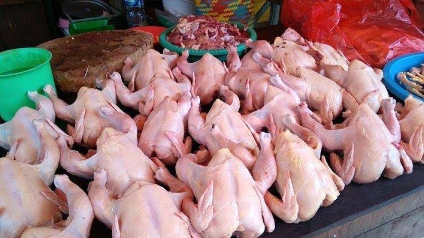 bisnis rumah potong ayam