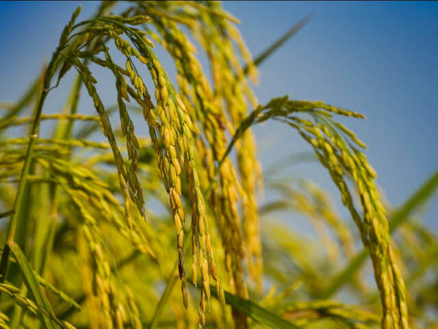 Cara Panen Padi Lebih Cepat