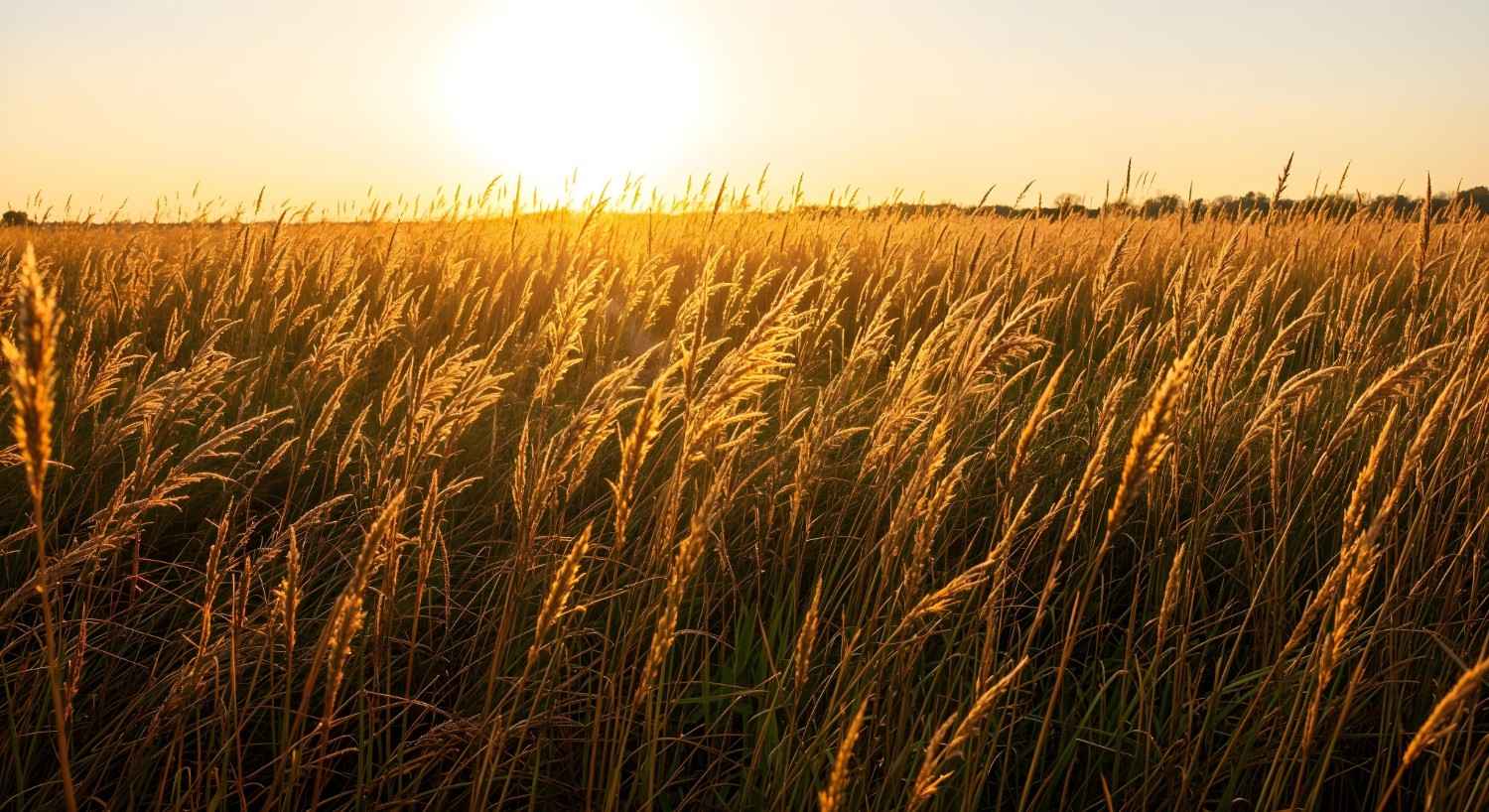 jenis padi unggul umur pendek