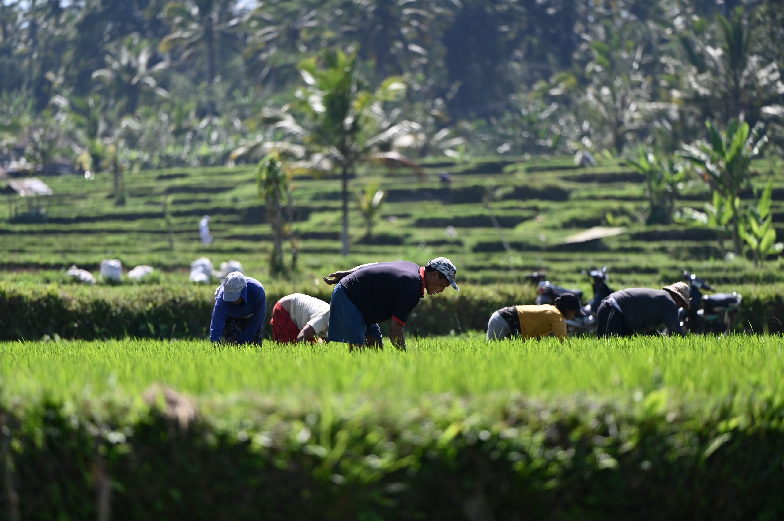 panduan mengendalikan tikus sawah